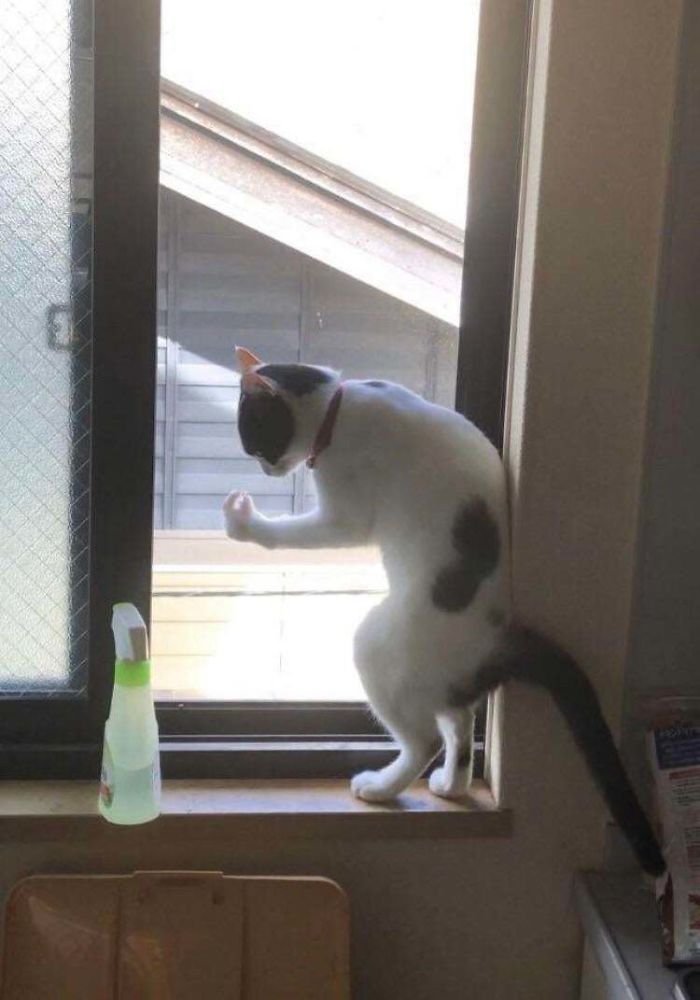 48 Times People Captured Their Cats Losing Their Single Brain Cell (Best Pics)