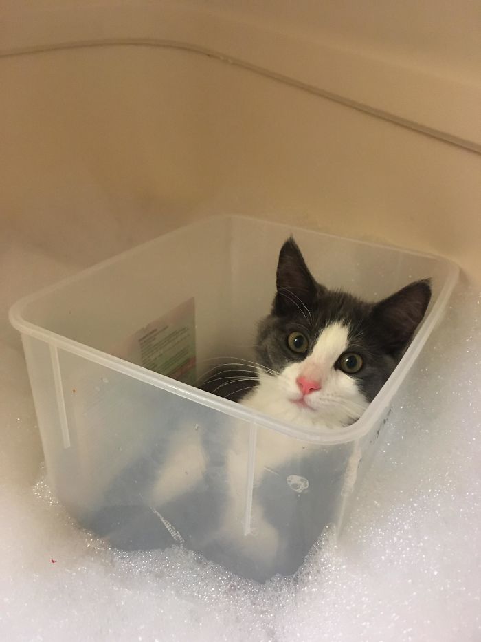 48 Times People Captured Their Cats Losing Their Single Brain Cell (Best Pics)