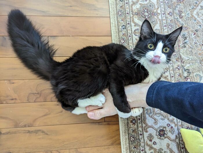 48 Times People Captured Their Cats Losing Their Single Brain Cell (Best Pics)