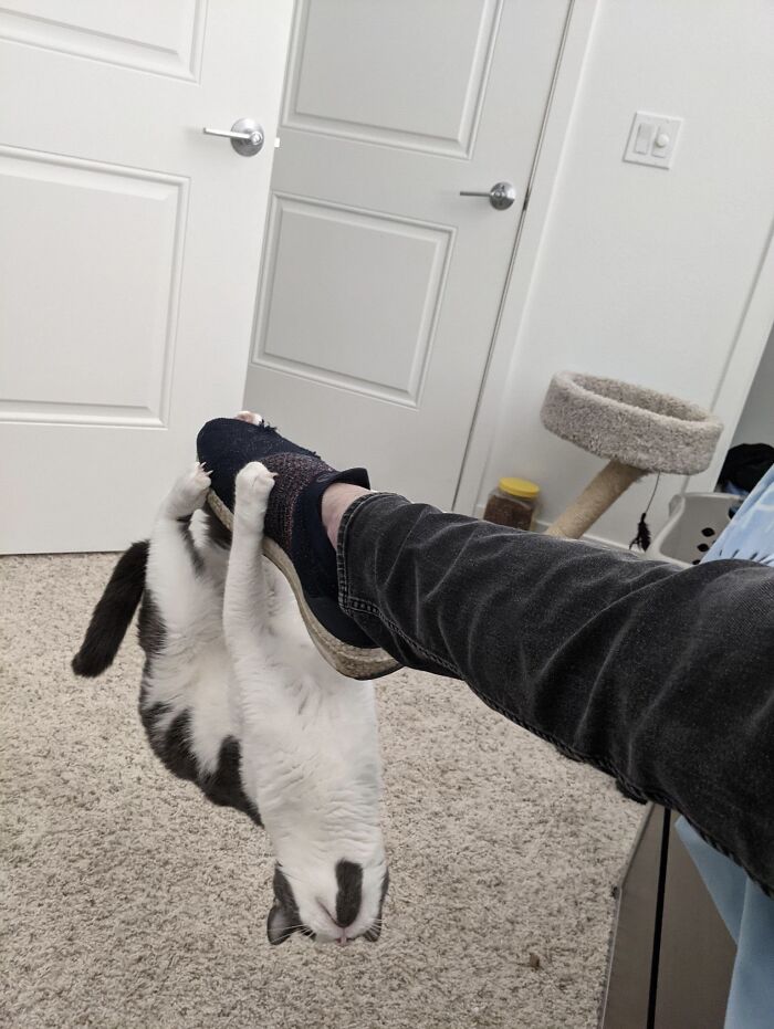 48 Times People Captured Their Cats Losing Their Single Brain Cell (Best Pics)