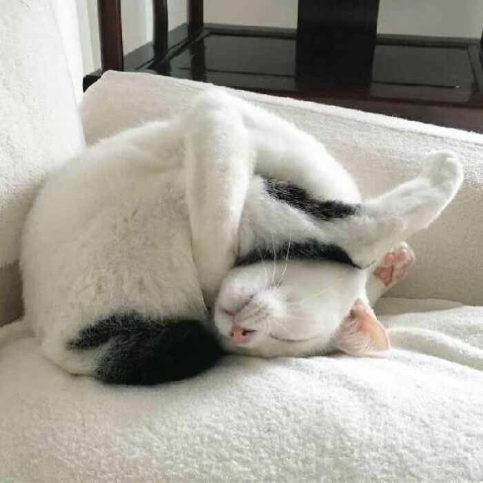 48 Times People Captured Their Cats Losing Their Single Brain Cell (Best Pics)
