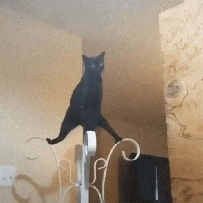 48 Times People Captured Their Cats Losing Their Single Brain Cell (Best Pics)