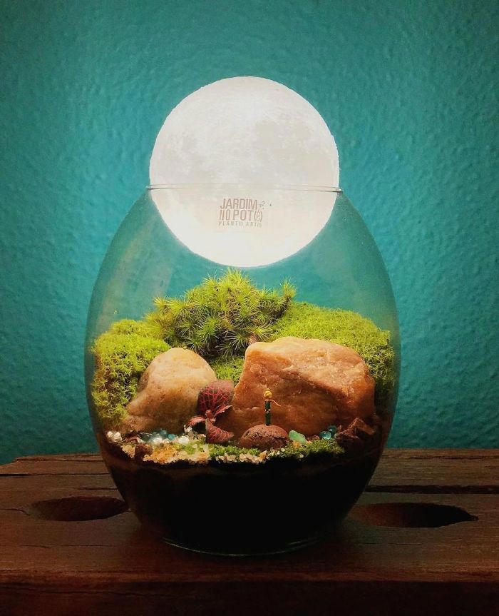 Miniature worlds: 30 self-sustaining ecosystems in glass
