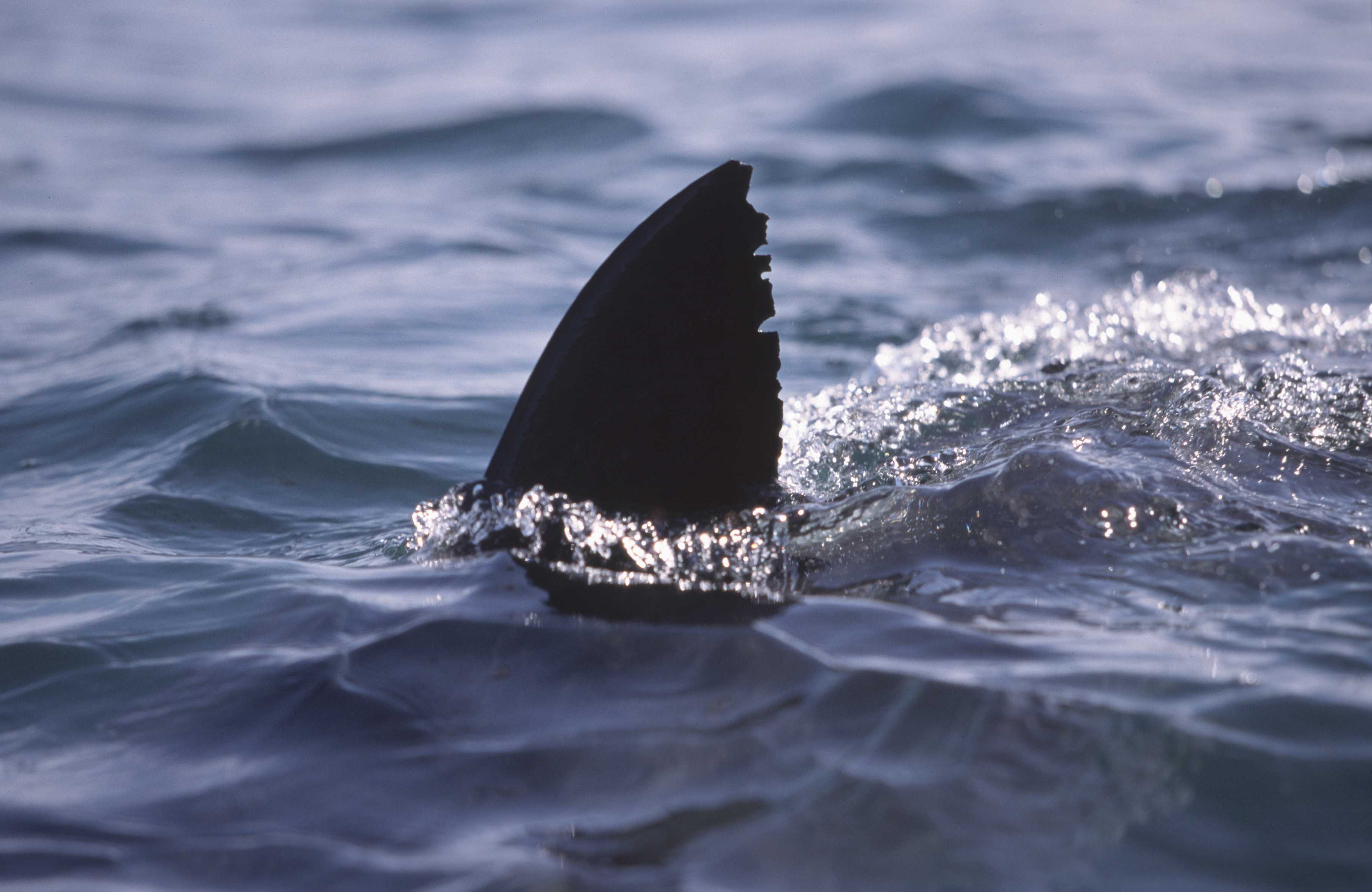 New shark alert system takes effect along Alabama coast