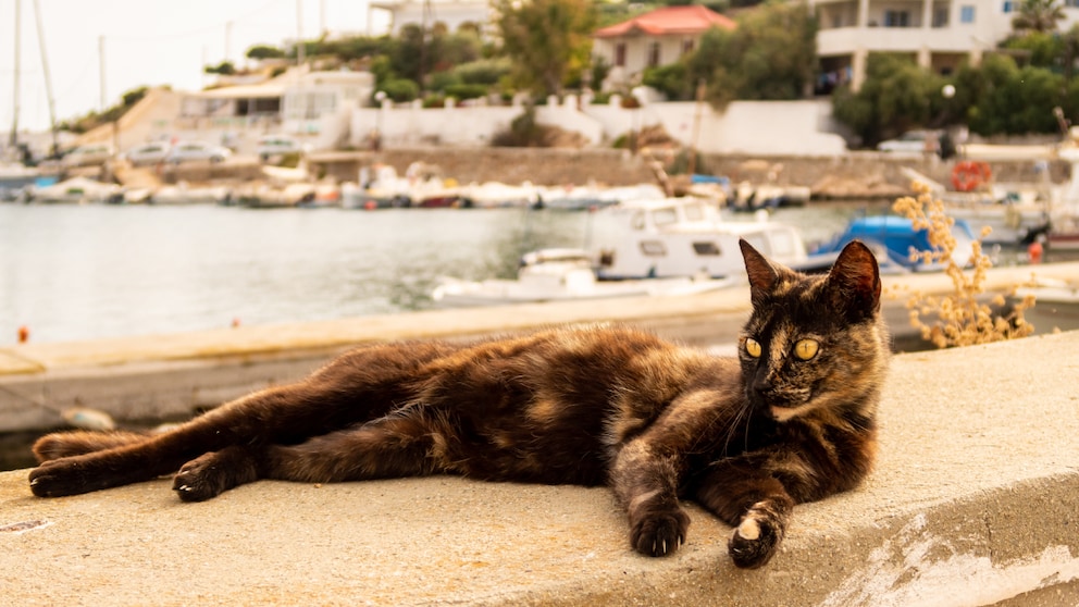 Living on Syros and helping cats: How the volunteer project works