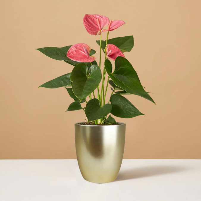 hanging planters for indoor plants Marble Finish Hanging Flower Planter