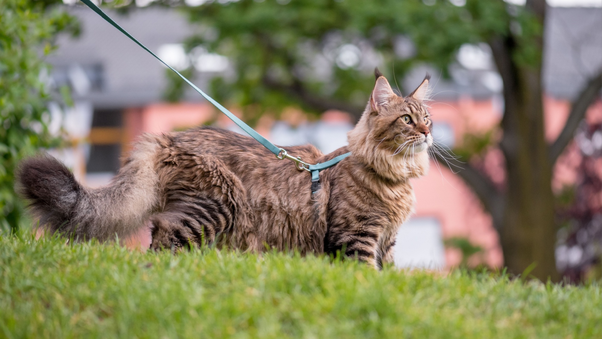 How to protect your cat if it spends time outdoors