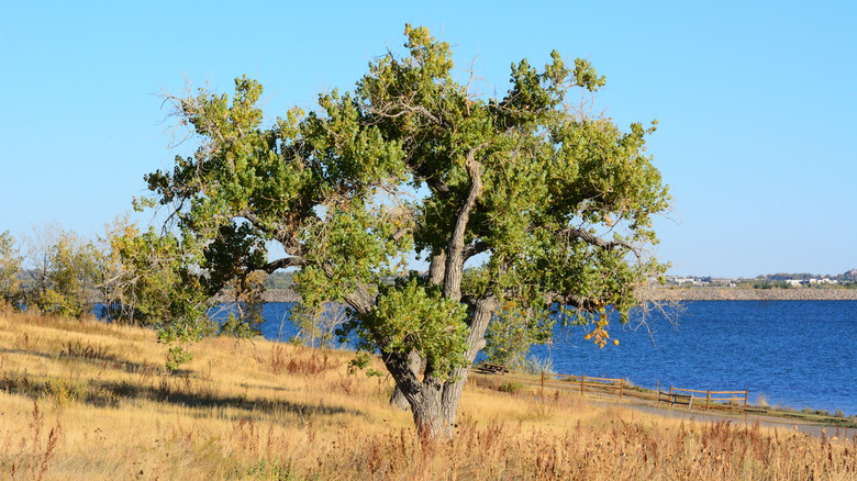 Huge eastern cottonwood tree