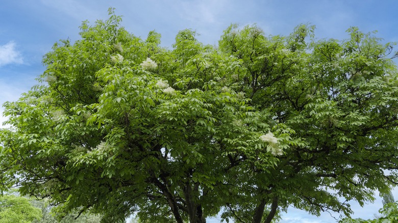 Vibrant white ash tree