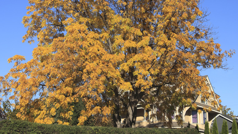 Huge black walnut tree by a house