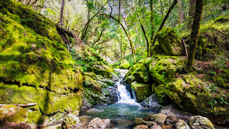 Between San Francisco and Santa Rosa is California's breathtaking park ...