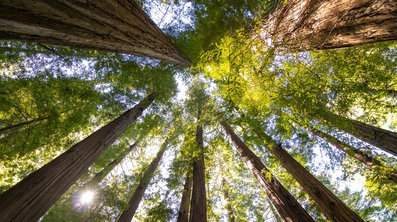 Tall redwood trees