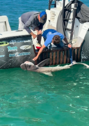 Florida deputies help rescue trapped shark