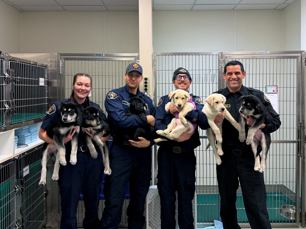 6 puppies treated for a suspected opioid overdose in Washington will find new homes soon<br><br>