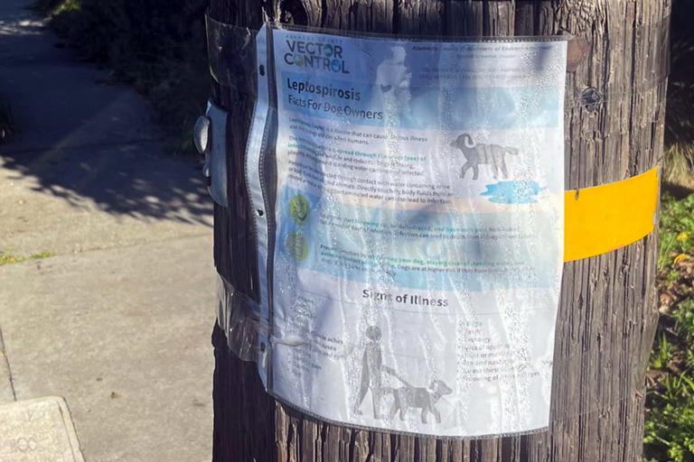 Deadly bacteria outbreak at Berkeley homeless camp