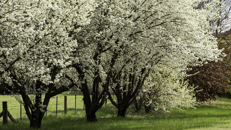 Line of bradford pear trees