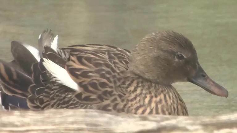 Tests confirm avian influenza case on Kauai