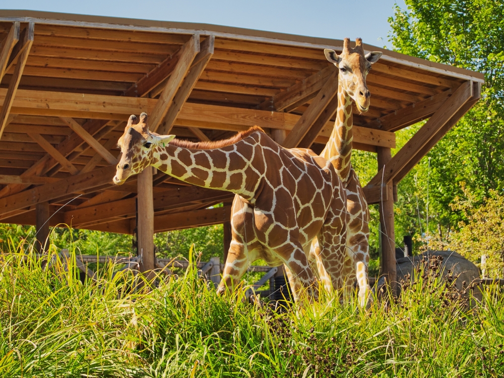 12 zoos worth planning a summer weekend around