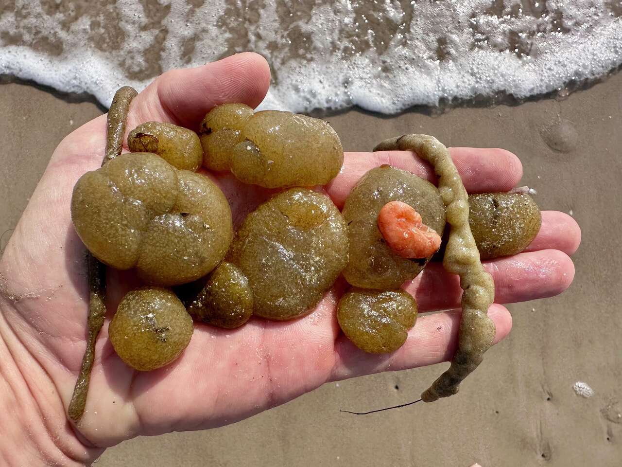 Strange sea creatures wash up on Texas shores in 'mass die off'. What ...