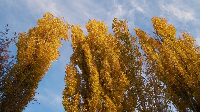Tall poplars in autumn