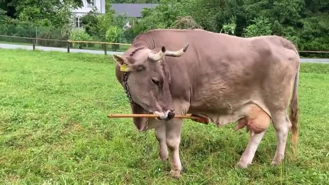Cow filmed using tools raises new questions on bovine intelligence<br><br>