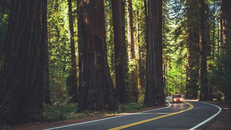 A car traveling through the Redwood National Forest