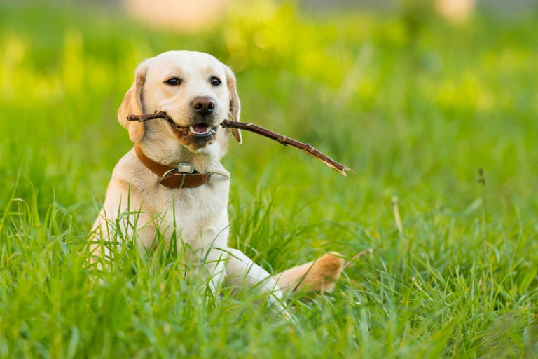 7 dog breeds that are the biggest chewers, according to vets