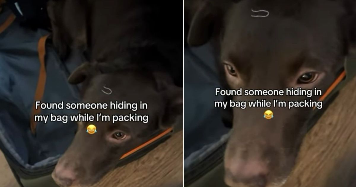 Video Dog uses owner's suitcase as a hiding spot while they're packing(01)