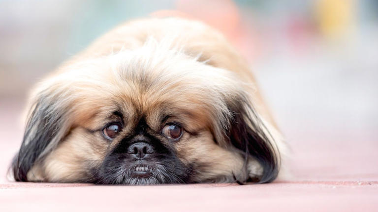 The dog in Chinese astrology: Who are they really?