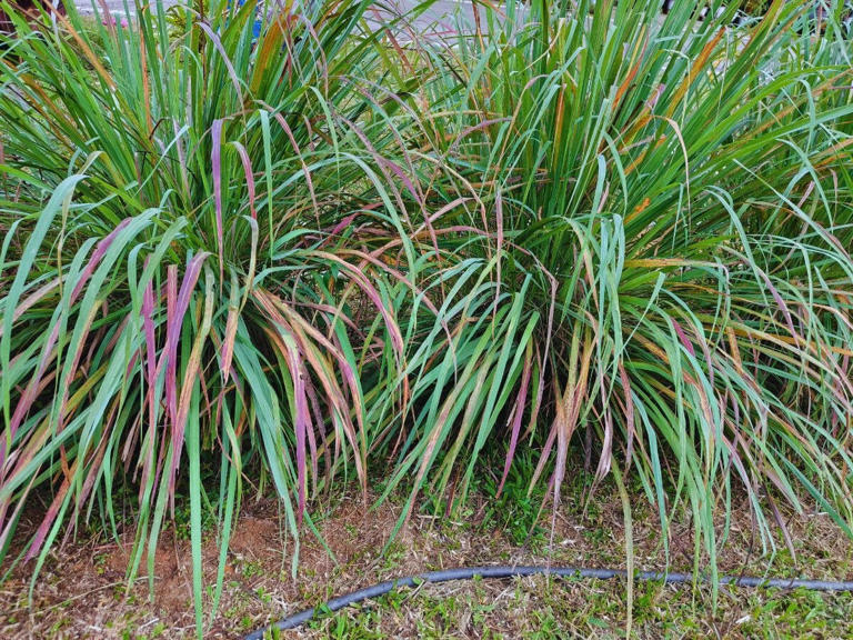 Snakes in your garden? These 6 plants can help keep them away naturally