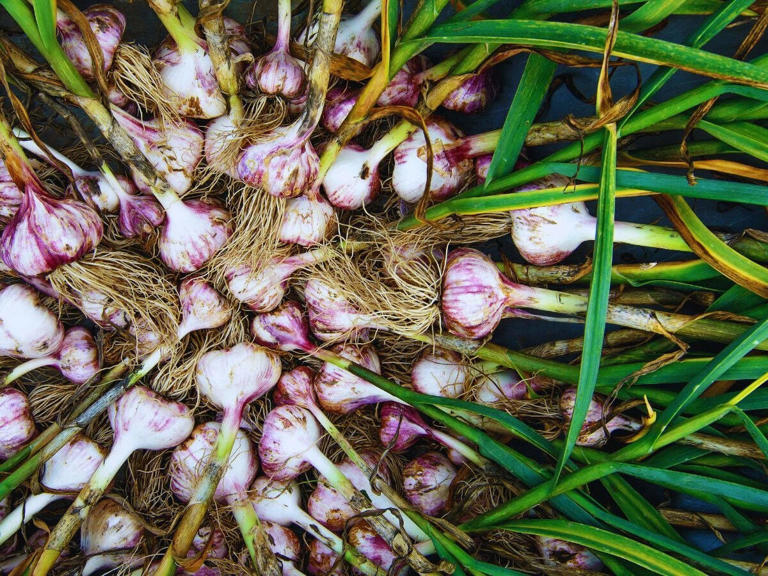 Snakes in your garden? These 6 plants can help keep them away naturally