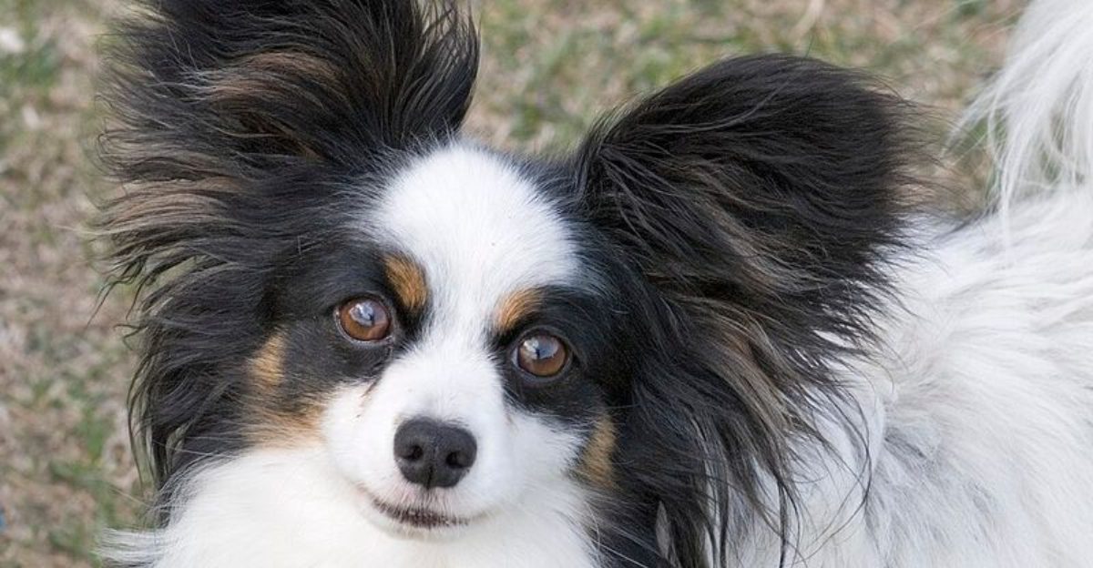 Smart-collar hype is exploding – 10 breeds owners say respond fastest ...