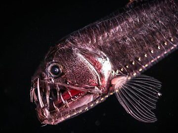 Scariest creatures in the sea