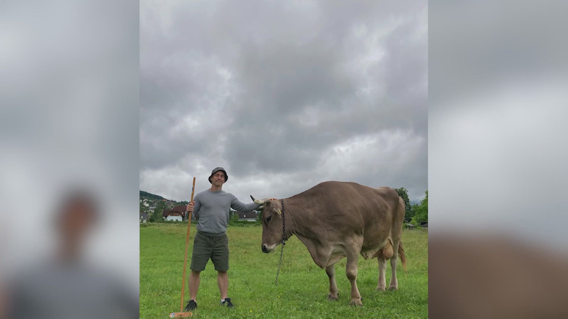 Scientists study cow's surprising tool skills