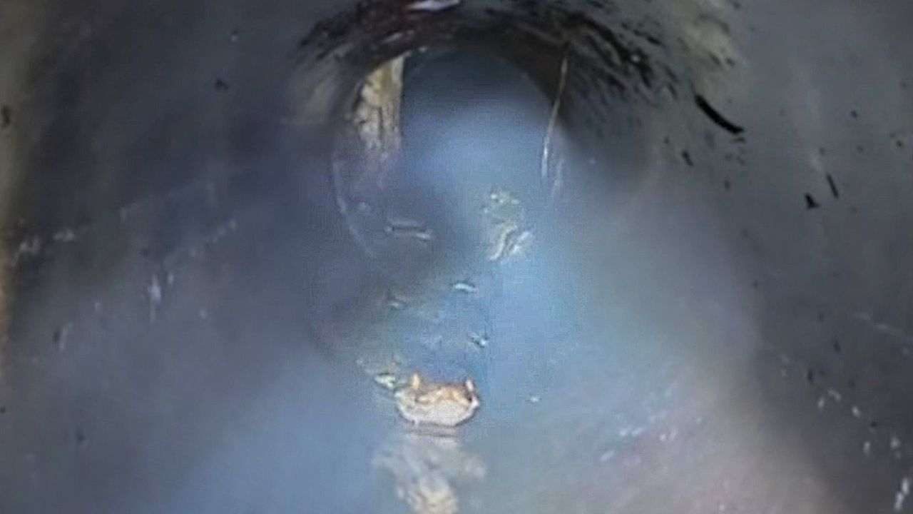 Baby python trapped deep in drain pipe as firefighters move in