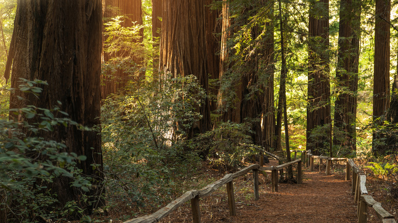 Scenic Northern California Redwood walking trail near Eureka