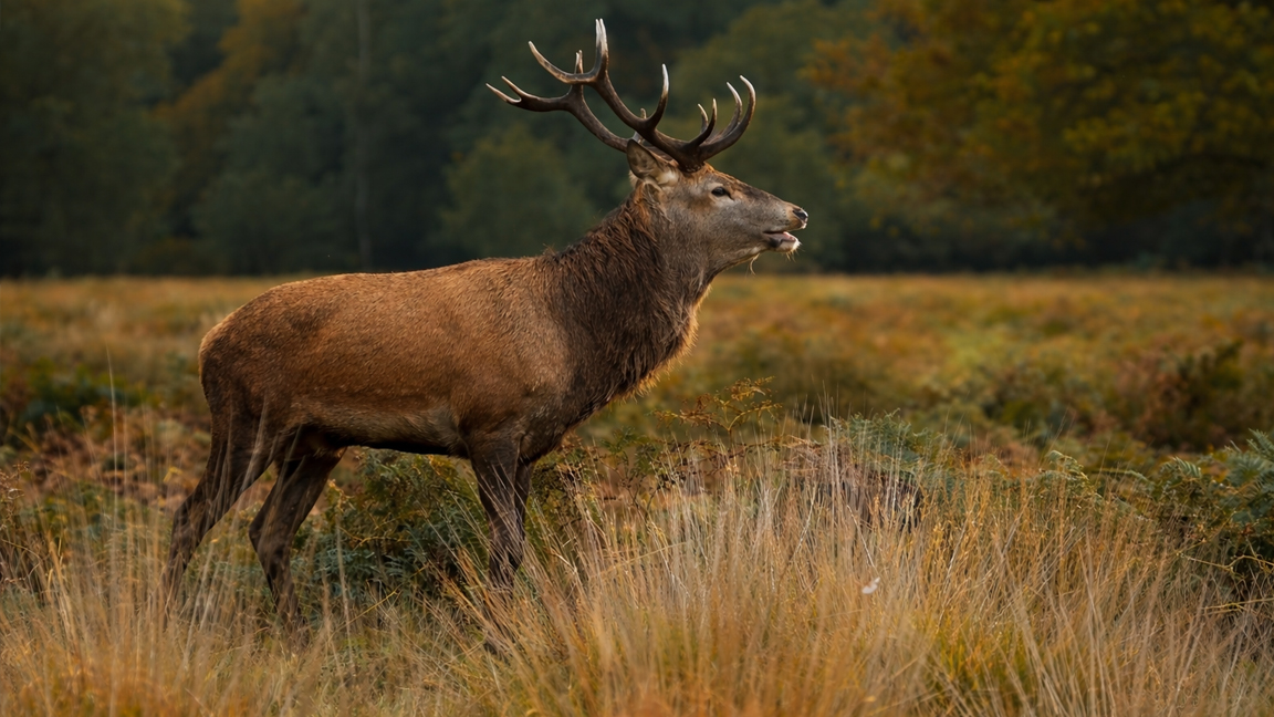 Wild beauty of the roaring stag