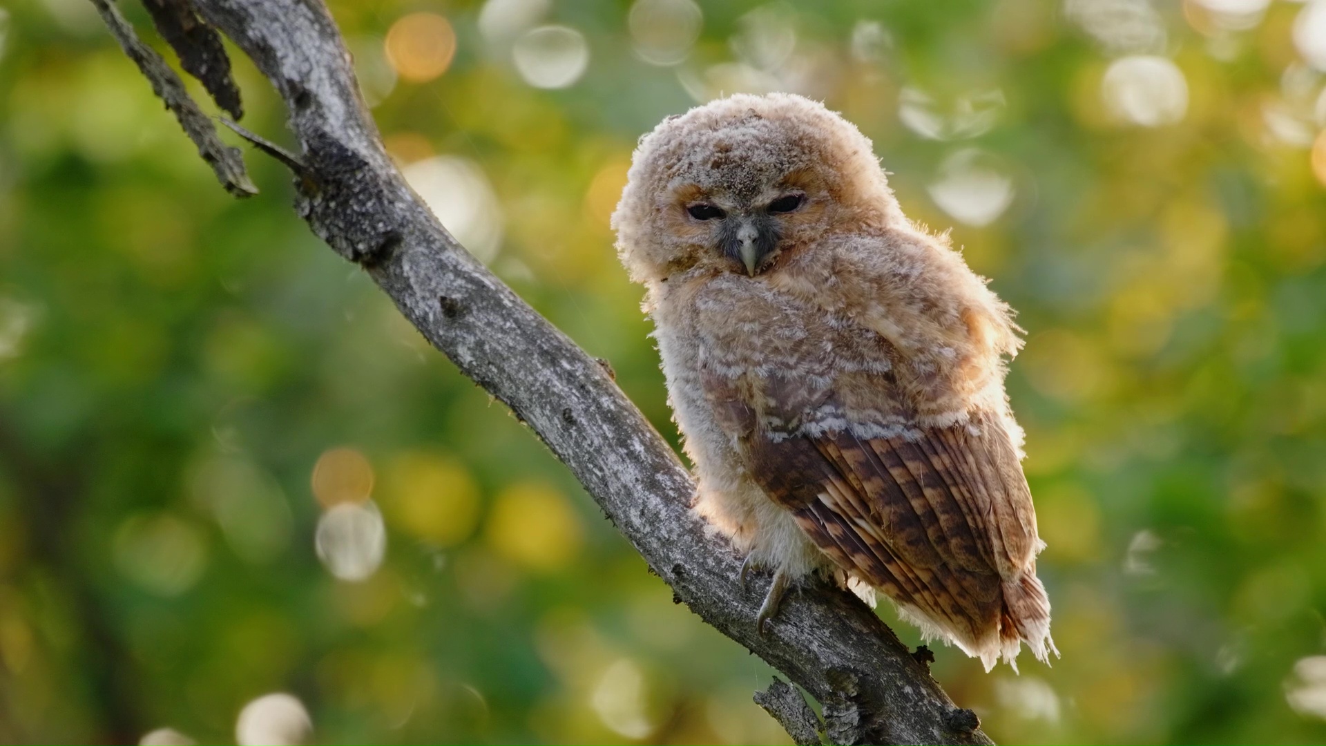 Un Búho Joven Descansando en Árboles