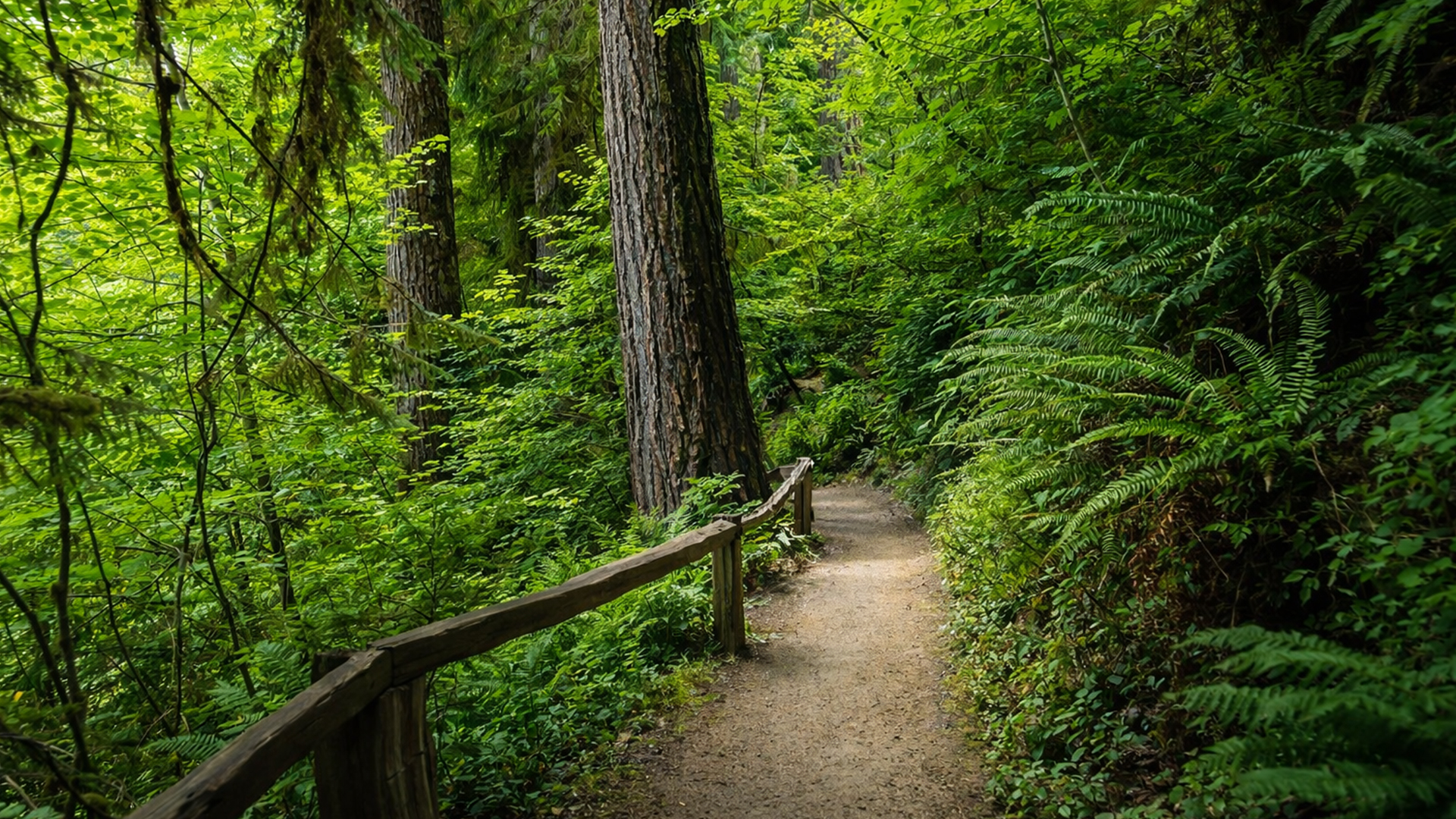 Hoh Rain Forest Olympic National Park scenic walks (4K)