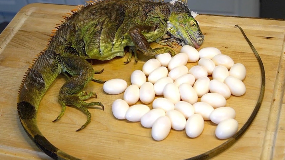 Harvesting iguana eggs in Florida - catch, boil, and cook