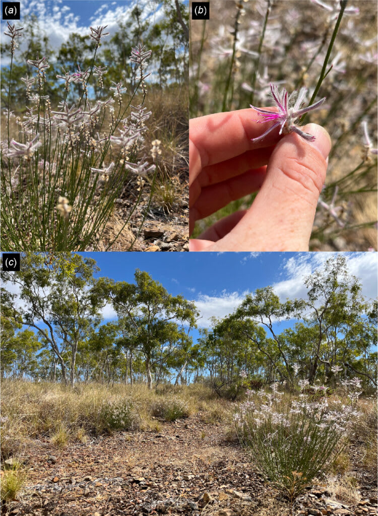 This Australian plant was extinct for 60 years until a smartphone photo ...