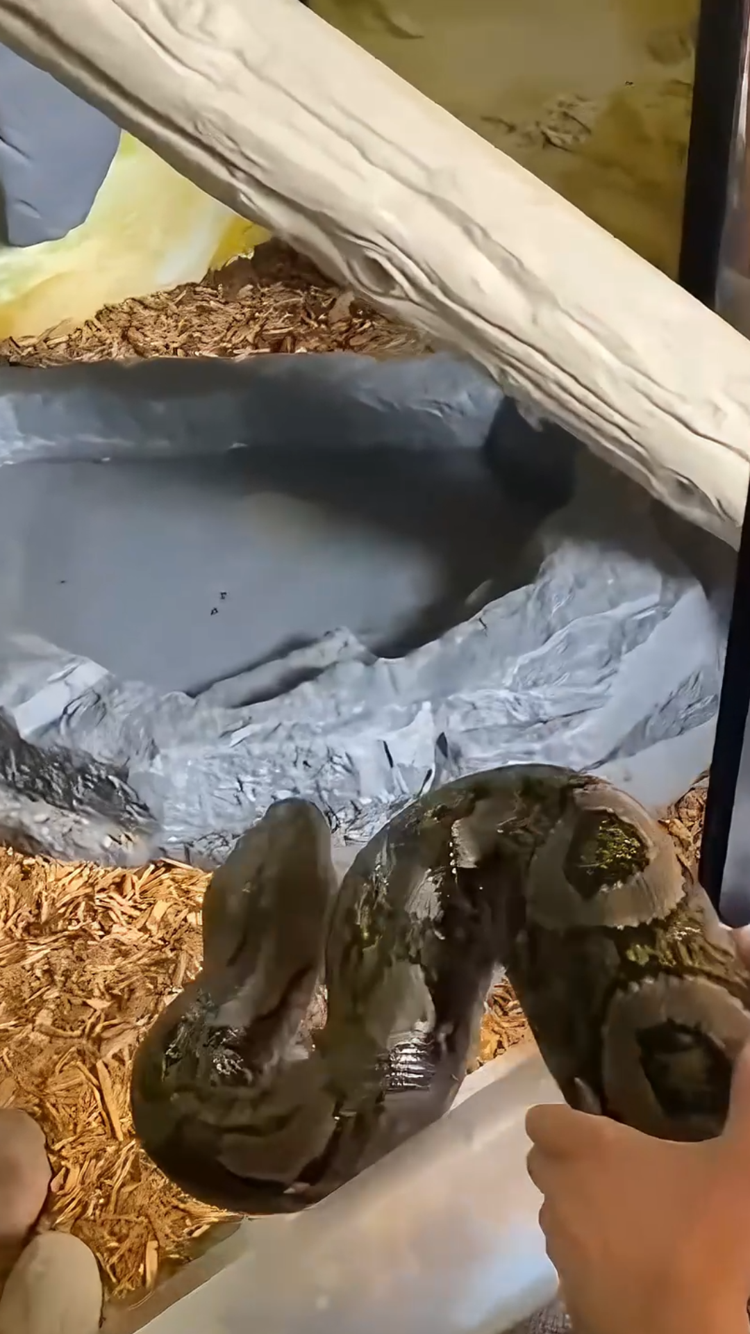 Gigantic python enclosure refresh!