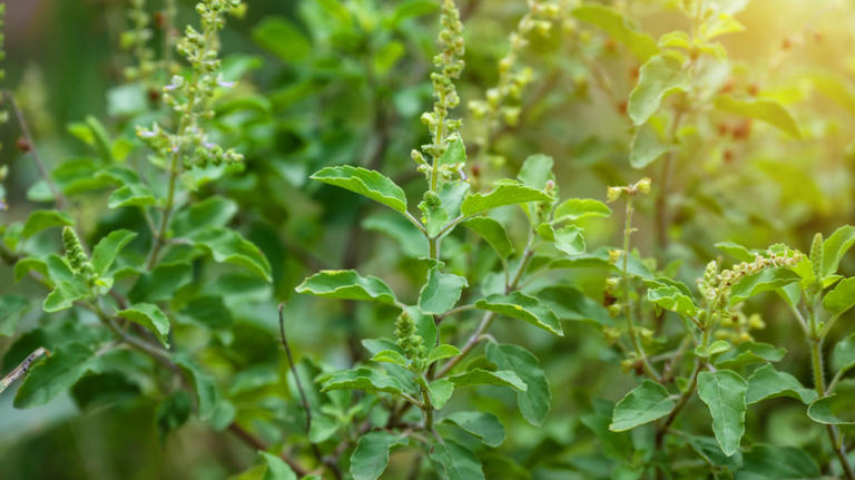 The basil variety believed to bring luck to your home