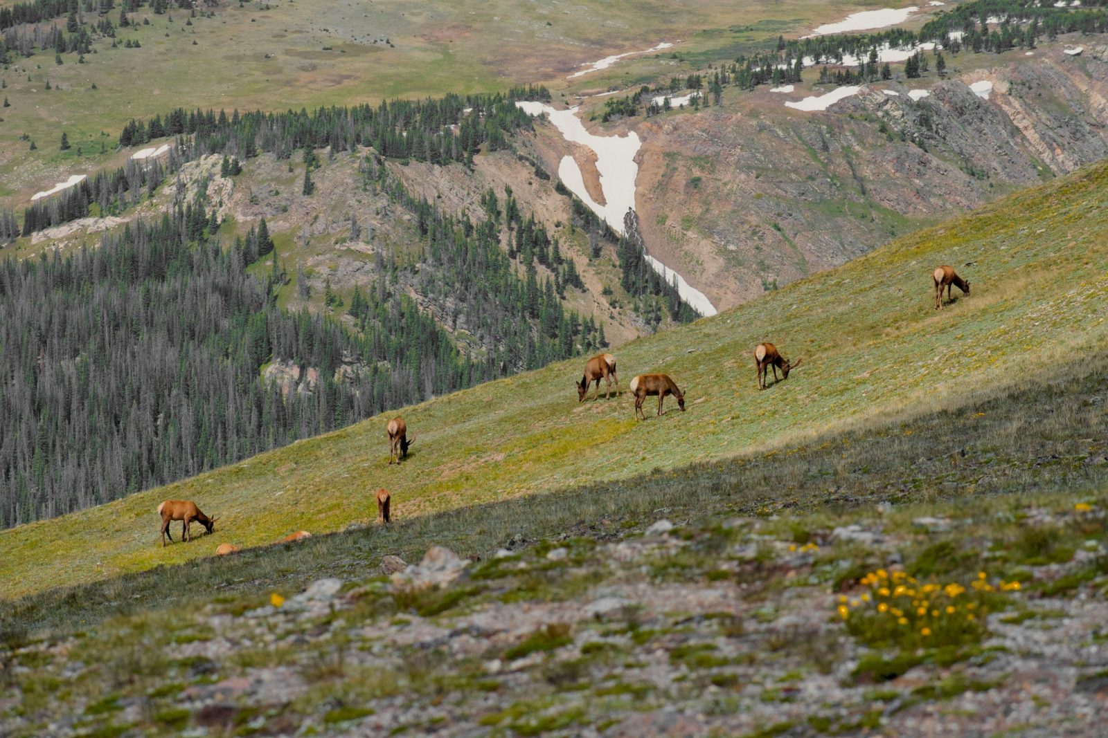 Why rural Colorado is seeing more predator sightings