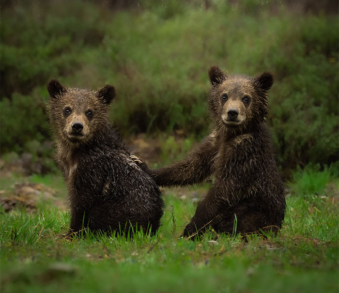 40 wildlife portraits captured in their natural habitats