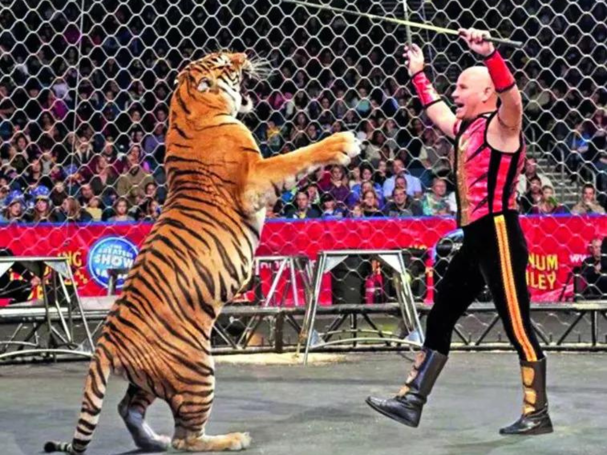 Tiger Global case: SC has unleashed the 'Tiger', now CBDT must show how ...