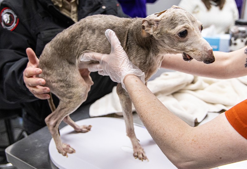 Dozens of sick animals rescued from northeast Iowa property