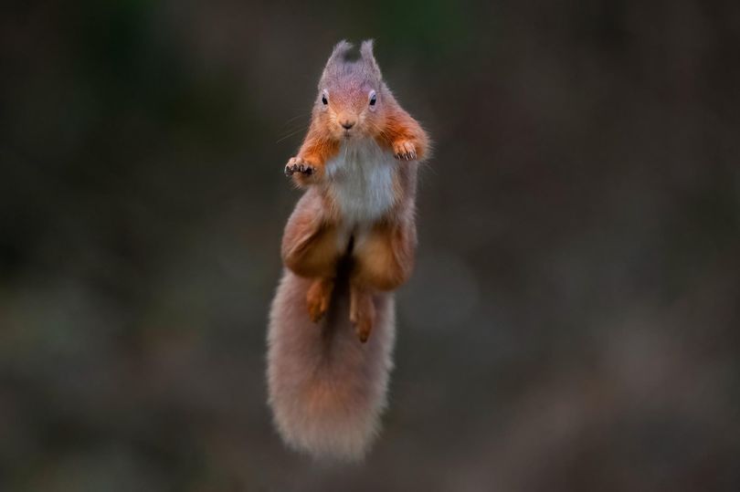 Dramatic red squirrel jump pictures captured by wildlife photographer