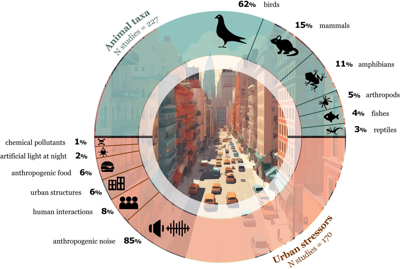 How cities are changing social behavior in urban animals
