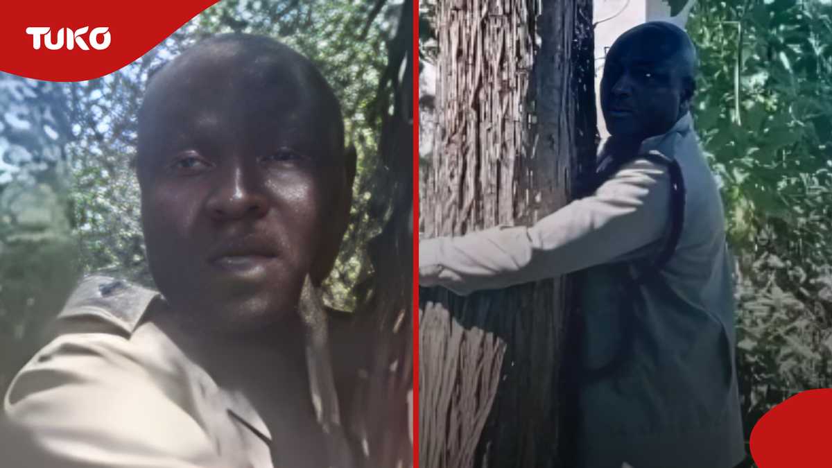 Kericho: Drama as cops whisk away OCS after attempting tree-hugging ...